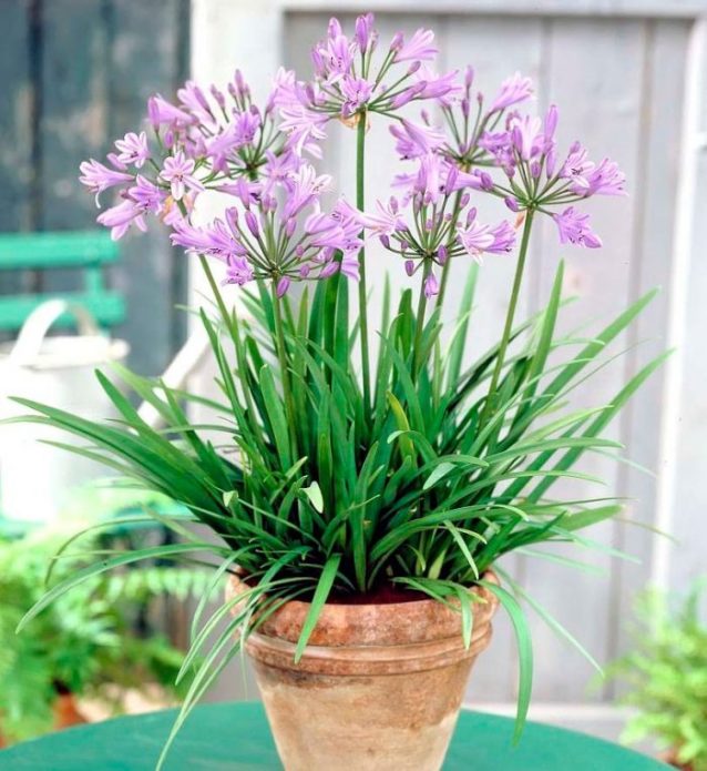 غرفة agapanthus