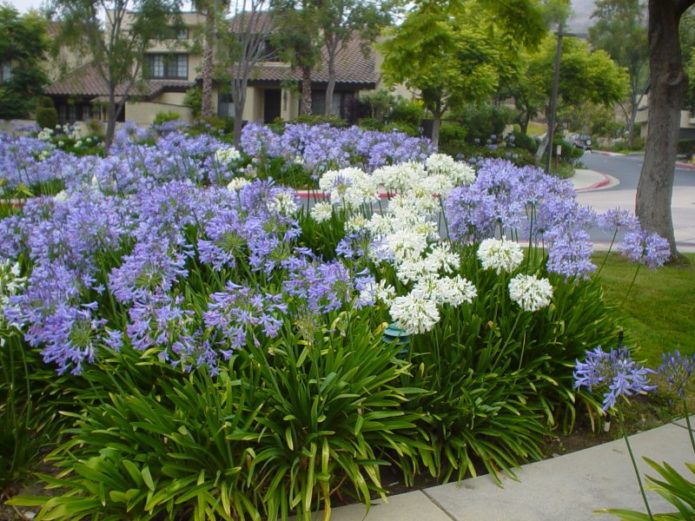 Agapanthus sa hardin