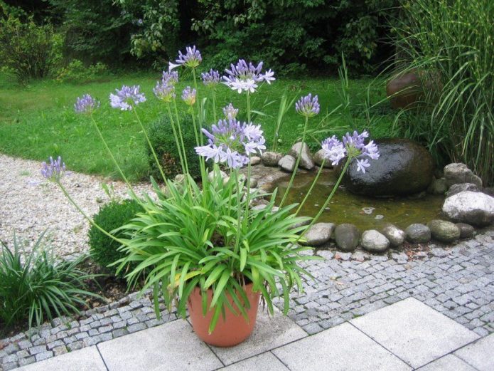 Agapanthus em uma panela