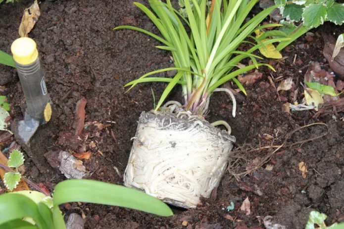 Transplante de planta