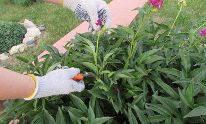 Potatura della peonia