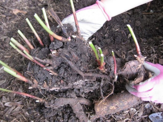 Peony transplant