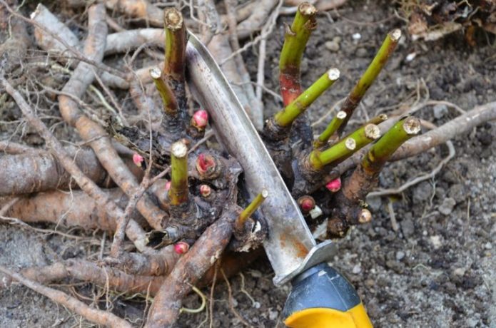 Transplant de bujor