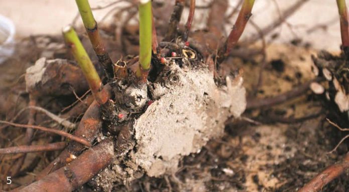 Peony transplant