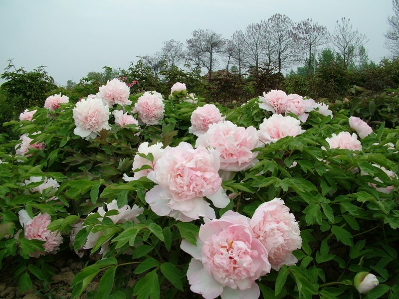 pivoines dans le jardin