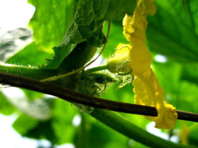 Unfruchtbare Blumen auf Gurken