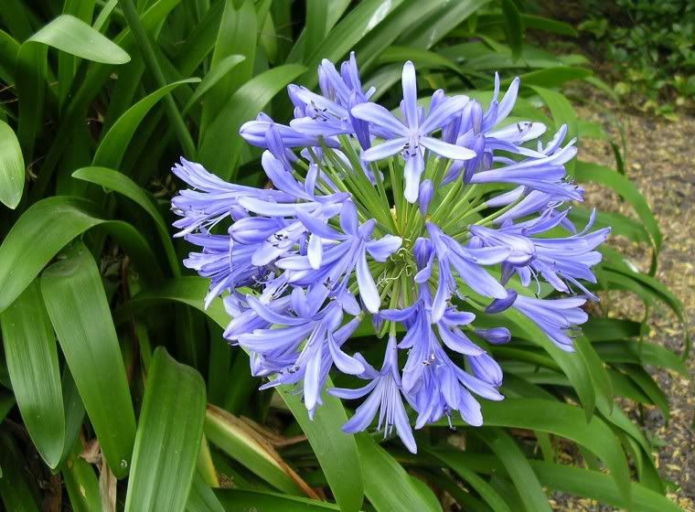 Agapanthus esernyő