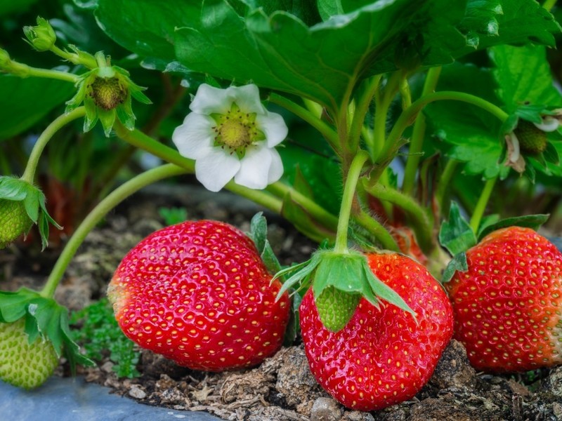 aardbeien in de tuin