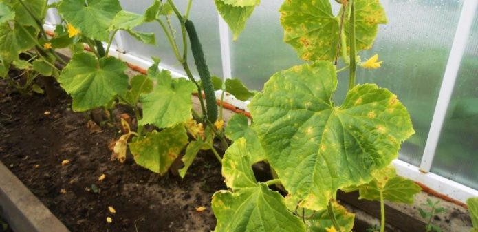 Yellow leaves of cucumbers