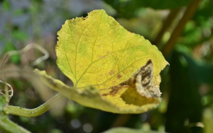 Les feuilles de concombre jaunissent