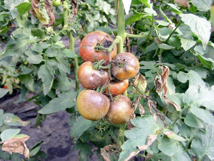 Phytophthora sur tomates