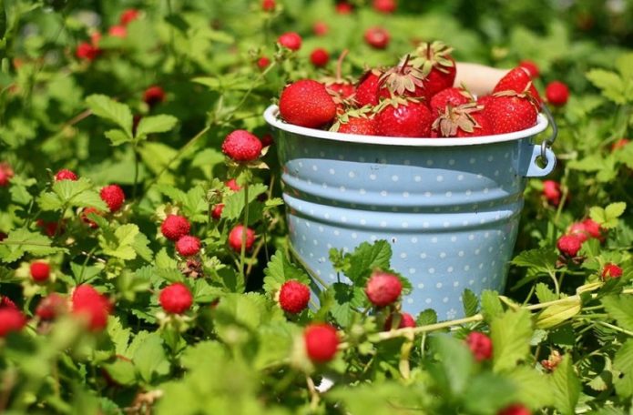 Récolte de fraises