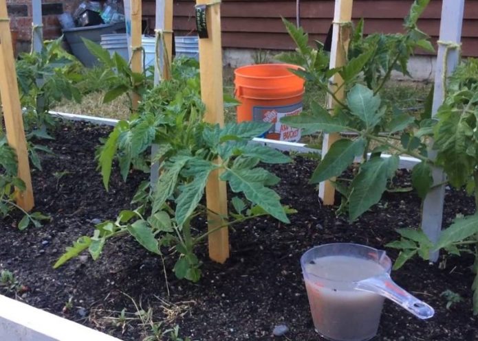 Fertilizing tomatoes