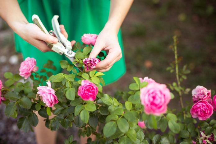 Taille des roses