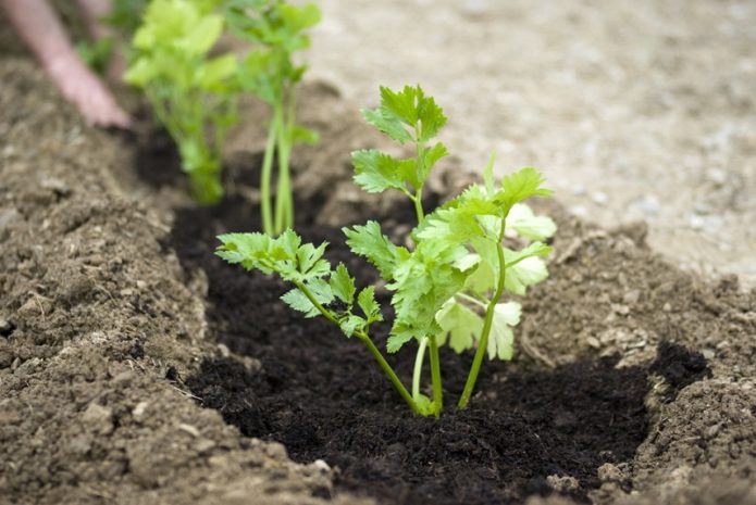 Planting parsley