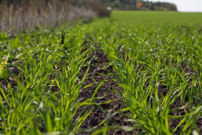 Garlic planting