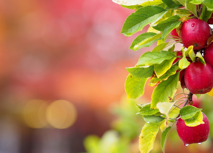 Mele rosse mature su un ramo