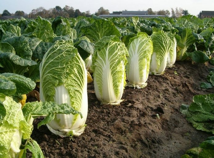 Pechino raccolto di cavolo in giardino