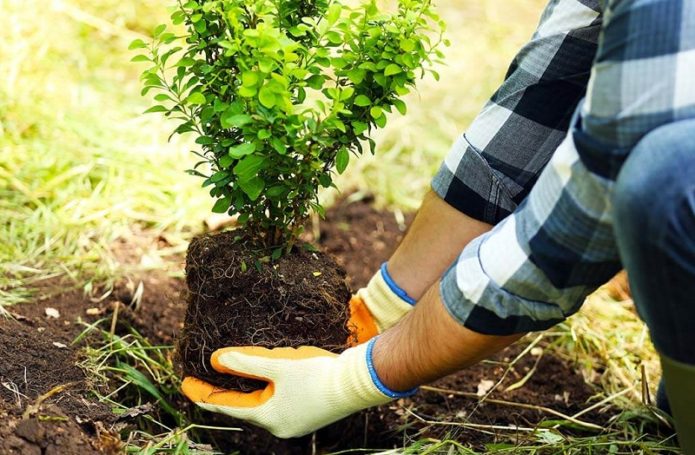 Plantarea unui tufiș de fructe în august