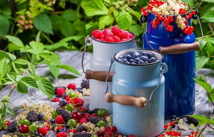 Colheita de bagas de groselha, mirtilos e framboesas em latas