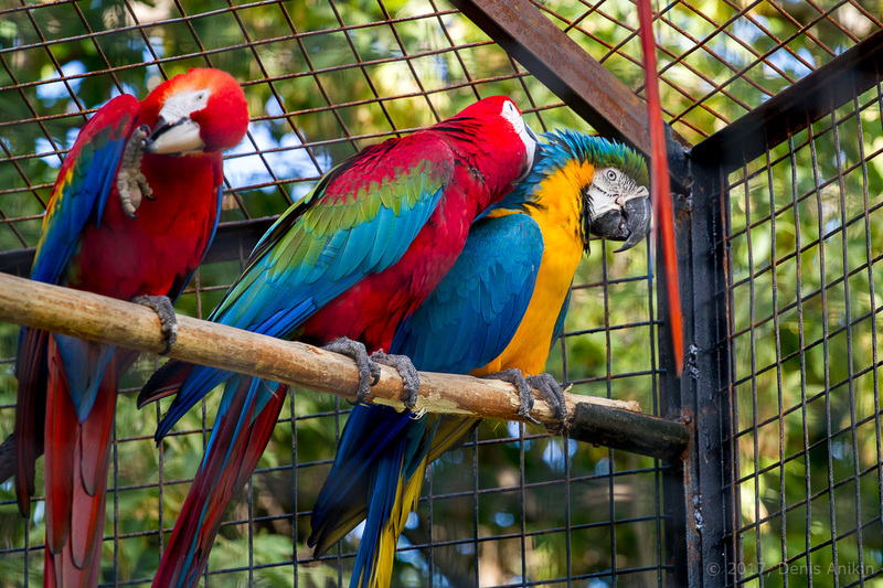 24 exotische Tiere aus einem privaten Gefängnis im Kuban gerettet