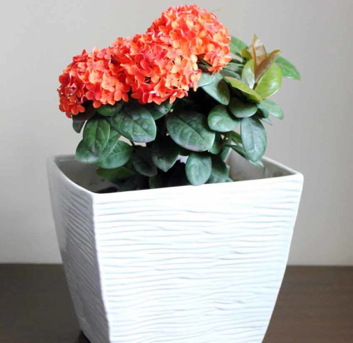 Ixora dans un pot