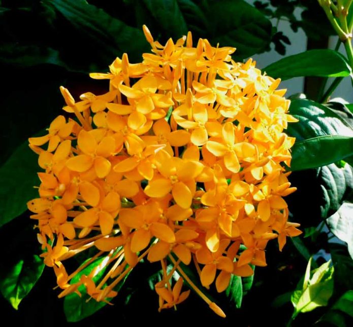 Ixora ryškiai raudona