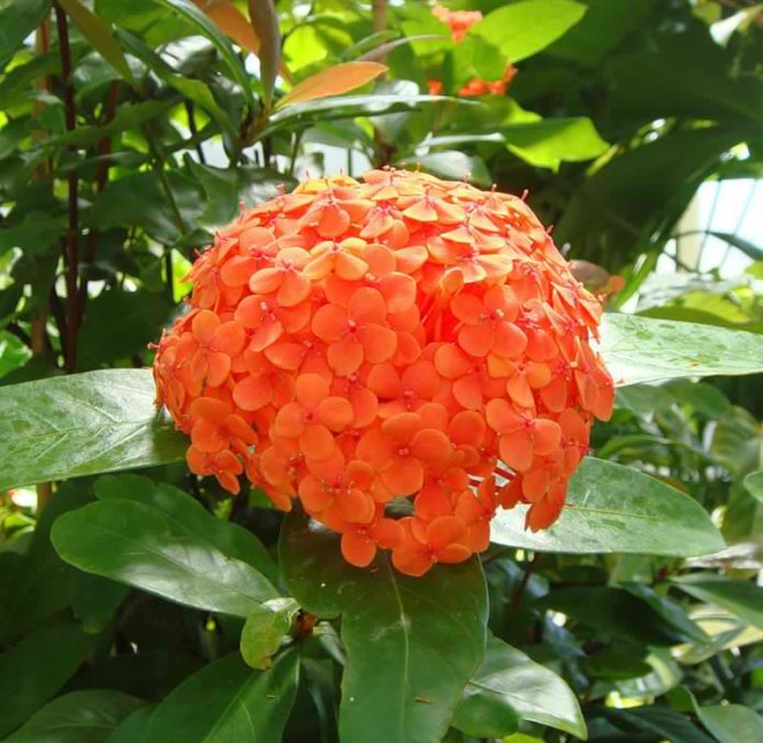 Ixora javanês