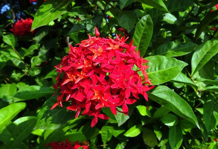 Ixora Karmazinová