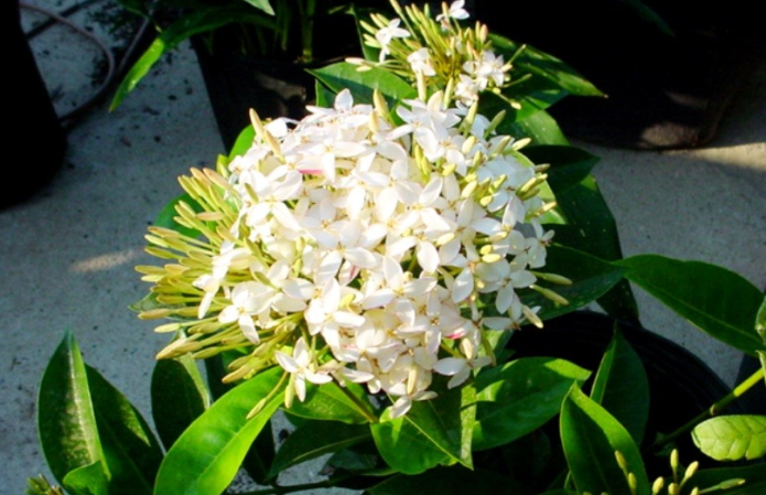 Ixora chinois