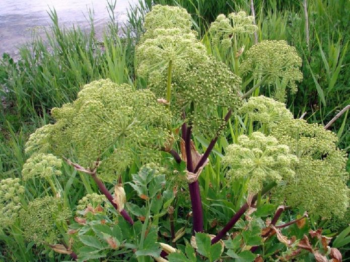 Angelica officinalis