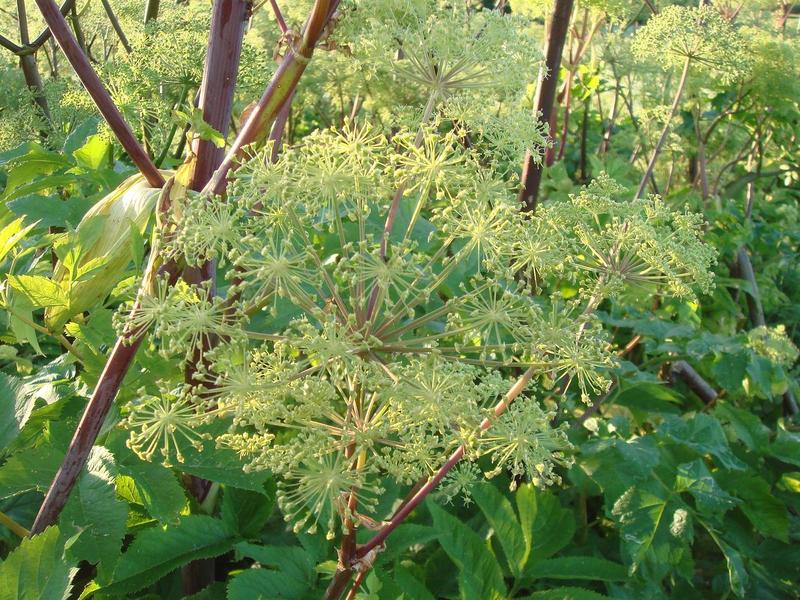 Lääke Angelica: Kuinka olla terve yksinkertaisen yrtin kanssa?