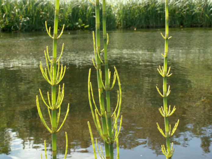 Pemandangan sungai