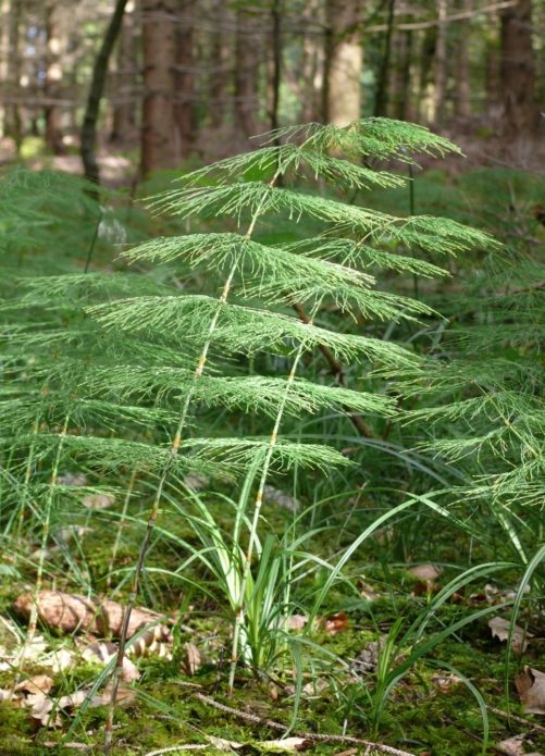 Uitzicht op het bos