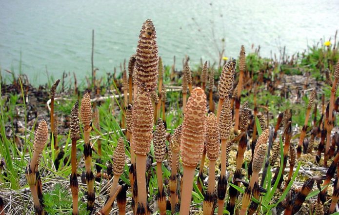 Cua de cavall verinosa