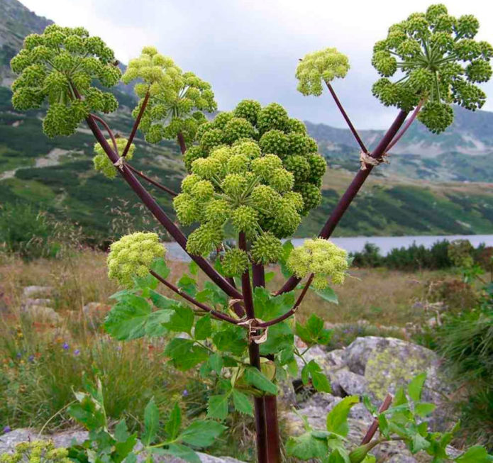 Angelica medicinală