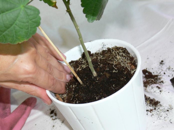 Afrouxando o solo das plantas de interior