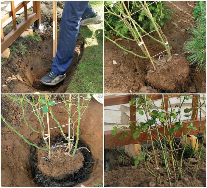 Transplanting a climbing rose in autumn