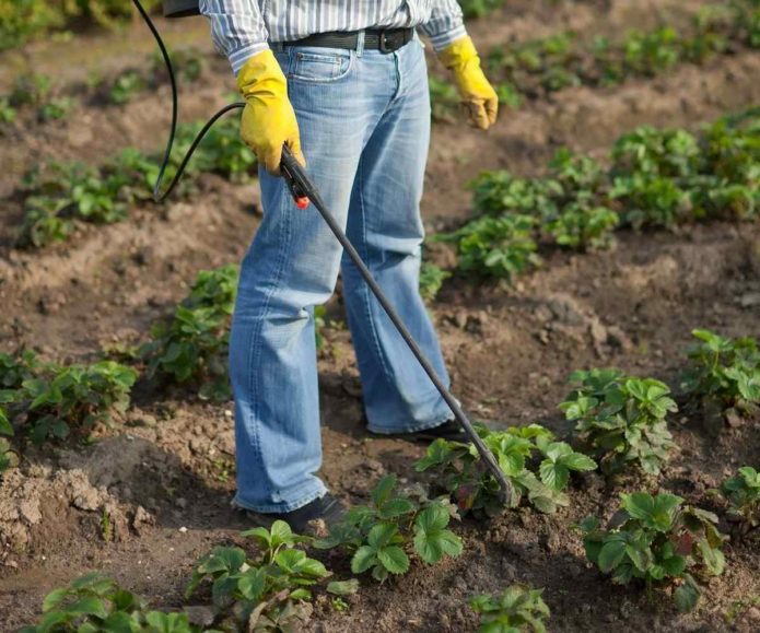 Procesamiento de fresas en otoño