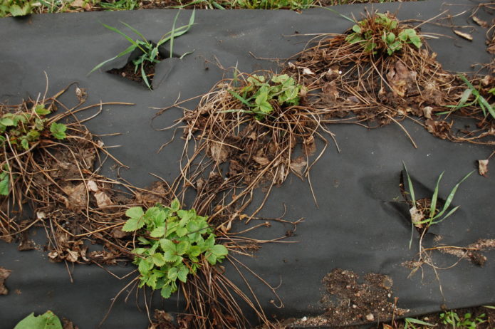 Pruning strawberry sa taglagas