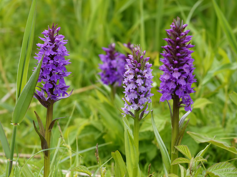 Orchiksen käyttö - kasvi naisten terveydelle ja miesten voimalle