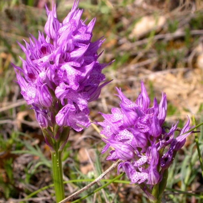 Orchis mand