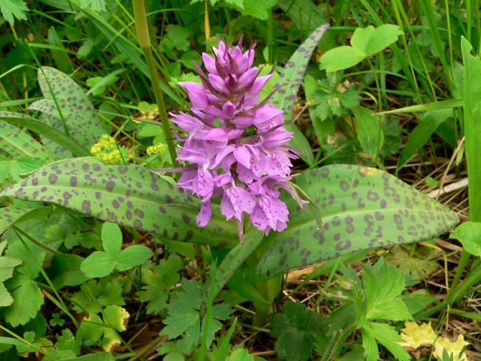 Orchis spatřen