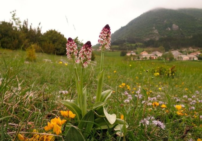 Apdegę orchidėjos