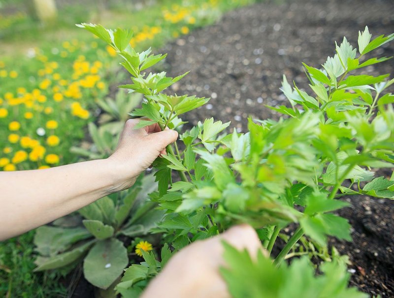 Usamos a erva medicinal lovage corretamente: receitas de saúde