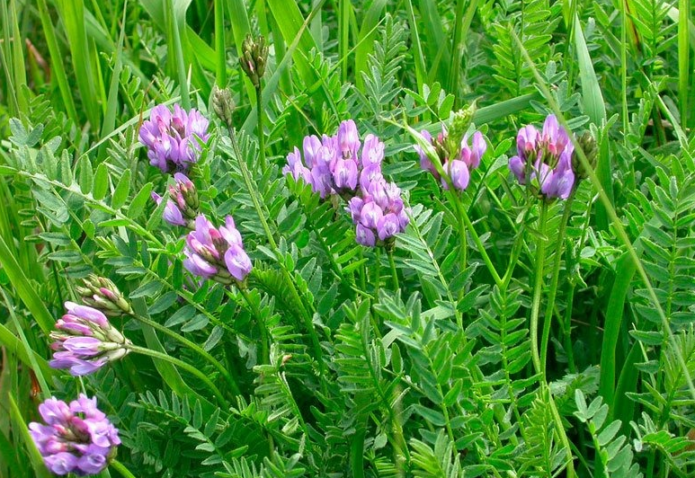 Astragalus Daurian