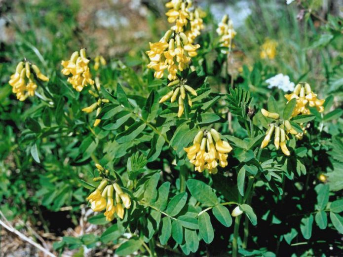 Swamp astragalus