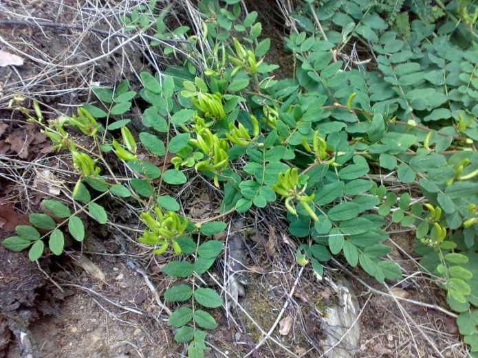 Mallaslehtinen astragalus