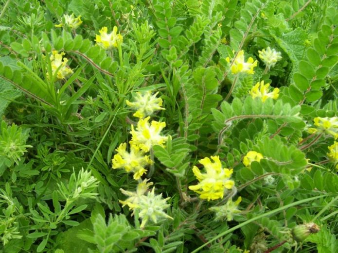 Astragalus berbunga wol