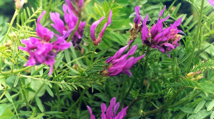 Membranös astragalus